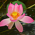 Waterlily