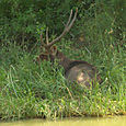 Peura Keoladeo National Park