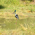 Black Necked Stork Keoladeo National Park