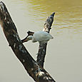 Haikara Keoladeo National Park