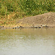 Kilpikonnia Keoladeo National Parkissa