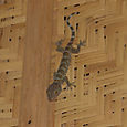 The Tokay Gecko
