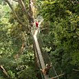 Canopy walkway Penang Hill