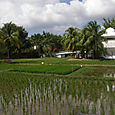Riisi museon puutarhaa Langkawi
