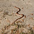 Käärme hiekalla Tarutao