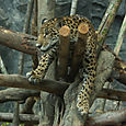 Dusit Zoo Bangkok