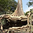 Puun juuria Ta Phrom