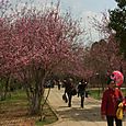 Orient Cherry Park, Kunming