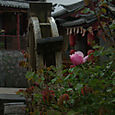 Ruusunkukka, Lijiang