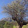 Wild pear Tree, Lige