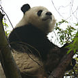 Panda puussa, Chengdu