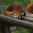 Red Panda, Chengdu