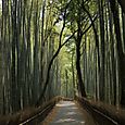 Bambu puisto, Kyoto