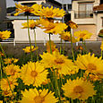 Yellow at Kanazawa