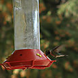 Kolibri, Panguitch Lake