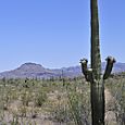 Organ pipe cactus National Monument Park
