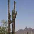 Organ pipe cactus