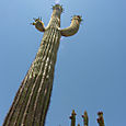 Organ pipe cactus, Ajo, AZ