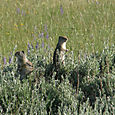 Qinta ground squirrel, Yellowstone