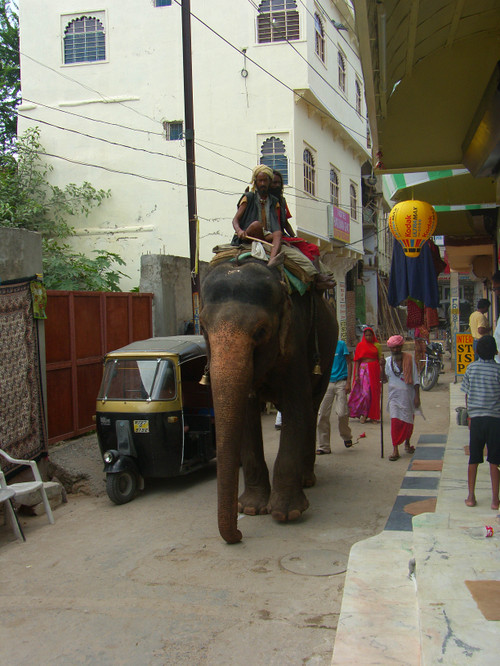 Elefantti Udaipur