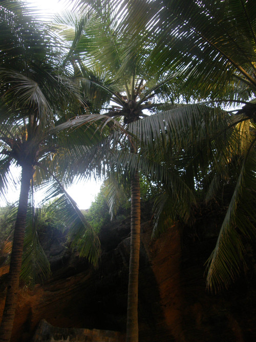 Kauniita palmuja