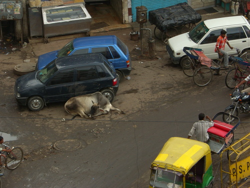 Lehmä Delhin kadulla