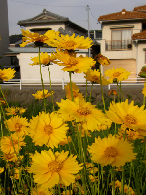 Yellow at Kanazawa