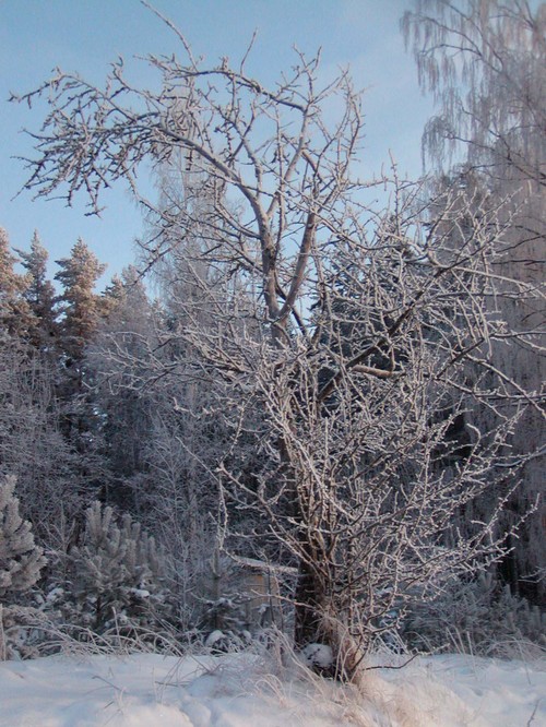 Talvinen puu / Sarvivuori Jyväskylä