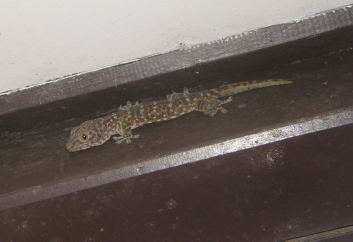 Gecko Tarutao