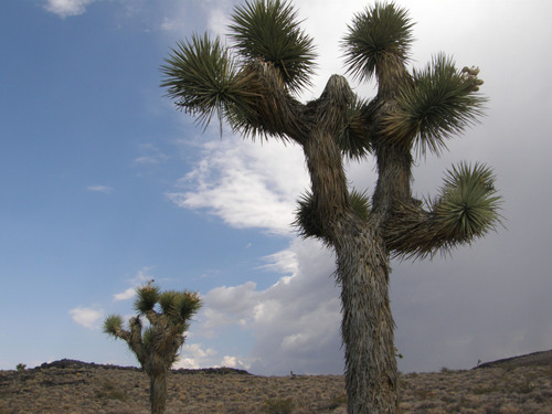 Kaktuspuita matkalla Death Valleyhin