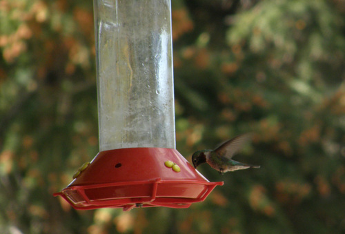 Kolibri, Panguitch Lake