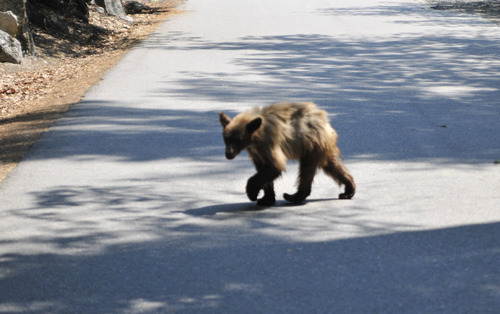 Nuori karhu metsätiellä, Yosemite