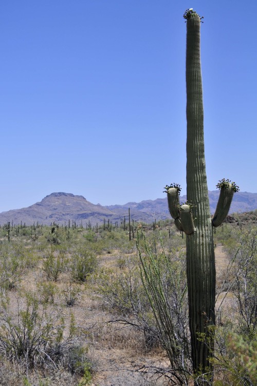 Organ pipe cactus National Monument Park
