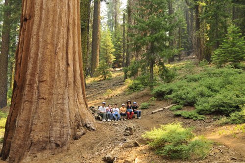 Sequoia puu, Yosemite
